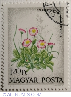 1,20 Forint 1973 - English Daisies (Bellis perennis)