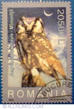 Image #1 of 20500 Lei - Boreal Owl-  Aegolius funereus