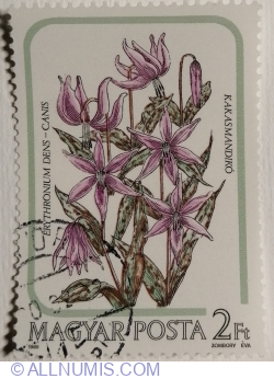 2 Forint 1985 - Dog's Tooth Violet (Erythronium denscanis)