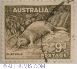 9 Pence 1956 - Platypus (Ornithorhynchus anatinus)
