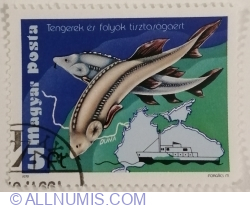 3 Forint 1979 - Beluga Sturgeon (Huso huso)