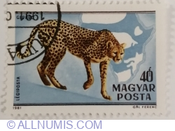 40 Fillér 1981 - Cheetah (Acinonyx jubatus)