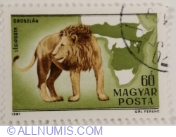 60 Fillér 1981 - Lion (Panthera leo)