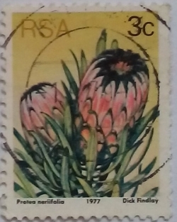 3 Cents 1977 - Protea neriifolia