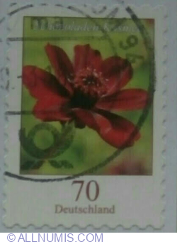 Image #1 of 70 Eurocent 2015 - Chocolate Cosmos (Cosmos atrosanguineus)