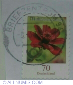 Image #2 of 70 Eurocent 2015 - Chocolate Cosmos (Cosmos atrosanguineus)