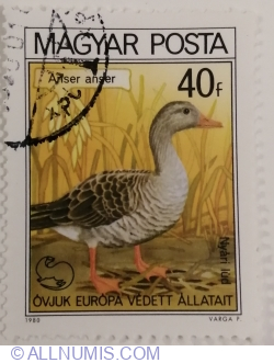 40 Fillér 1980 - Greylag Goose (Anser anser)