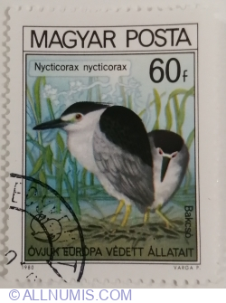 60 Fillér 1980 - Black-crowned Night Heron (Nycticorax nycticorax)