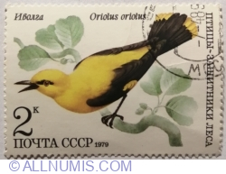 2 Copeici 1979 - Golden Oriole (Oriolus oriolus)