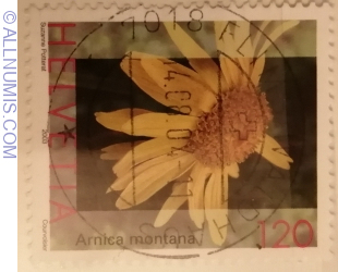 120 Centime 2003 - Arnica/Leopard's Bane (Arnica montana)