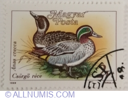 2 Forint 1988 - Eurasian Teal (Anas crecca)