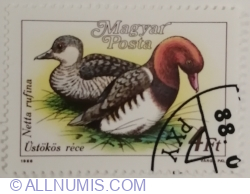 4 Forint 1988 - Red-crested Pochard (Netta rufina)