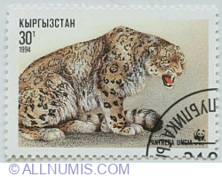 30 Tyiyn 1994 - Snow Leopard (Panthera uncia) Sitting