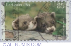 Image #1 of 85 Eurocent 2017 - European Polecat (Mustela putorius)