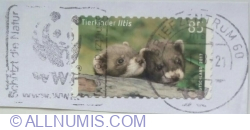 Image #2 of 85 Eurocent 2017 - European Polecat (Mustela putorius)