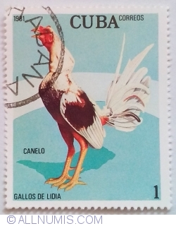 Image #1 of 1 Centavo 1981 - Canelo (Fighting cock)
