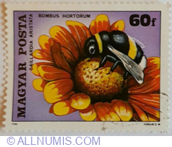60 Fillér 1980 - Garden Bumblebee (Bombus hortorum), Blanket Flower (Gaillard