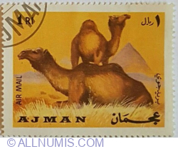 Image #1 of 1 Rial - Dromadary