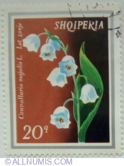 20 Qindarke - Lily of the Valley (Convallaria majalis)