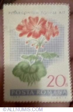 Image #1 of 20 Bani - Muscata de gradina (Pelargonium zonale hybrid.)