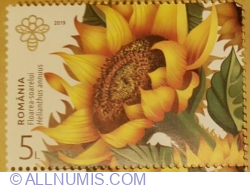 Image #1 of 5 Lei 2019 - Sunflower  (Helianthus annuus)