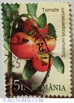 5 Lei 2025 - Tomato (Solanum lycopersicum)