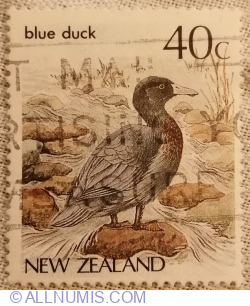 Image #1 of 40 Cent 1987 - Blue Duck (Hymenolaimus malacorhynchos)