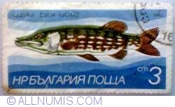 Image #1 of 3 Stotinki - Esox lucius (Northern pike)
