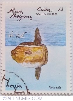 Image #1 of 13 Centavos 1981 - Ocean Sunfish (Mola mola)