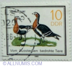 10 Pfennig 1985 - Red-breasted Goose (Branta ruficollis)