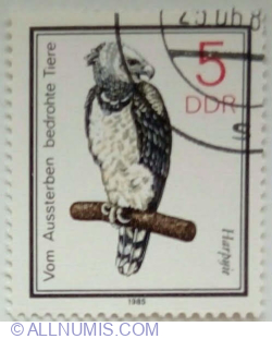 5 Pfennig 1985 - Harpy Eagle (Harpia harpyja)