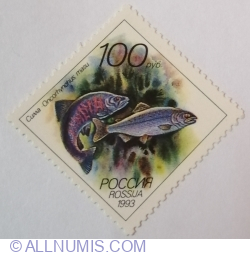 100 ruble 1993 - Cherry Salmon (Oncorhynchus masu)