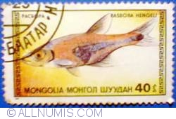 Image #1 of 40 mongo 1987 - Rasbora hengeli
