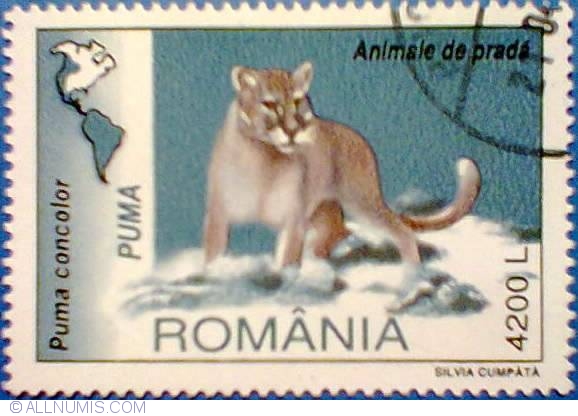 animal puma in romania