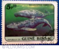Image #1 of 5 pesos 1984 - Gray Whale