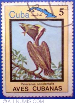 Image #1 of 5 pesos 1983 - Pelecanus occidentalis