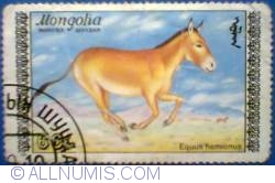 60 mongo - Equus hemionus