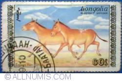 Image #1 of 60 mongo - Equus henionus