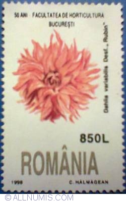 Image #1 of 850 Lei - Dahlia variabilis desf rubin