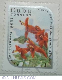 1 centavo 1986 - Tecomaria capensis