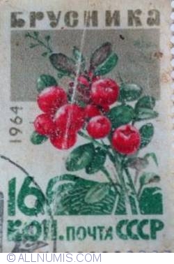 16 Kopeks - Lingonberries (Vaccinium vitis-idaea)