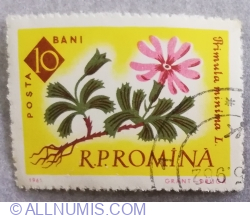 Image #1 of 10 Bani - Primula minima