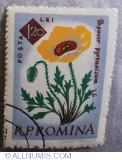 1.20 Lei - Papaver pyrenaicum