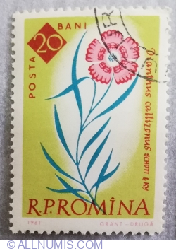 20 Bani - Dianthus callizonus