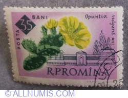 Image #1 of 35 Bani - Opuntla vulgaris