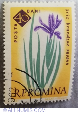 40 Bani - Iris brandzae