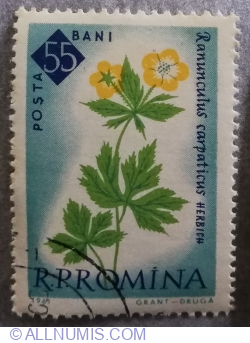55 Bani - Ranunculus carpathicus