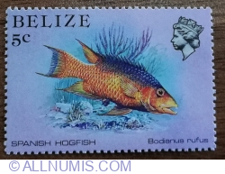 Image #1 of 5 Cents - Spanish Hogfish (Bodianus rufus)