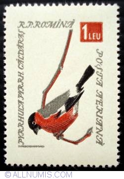 Image #1 of 1 Leu -  Eurasian Bullfinch