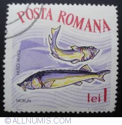 Image #1 of 1 Leu 1964 - Beluga (Huso huso)